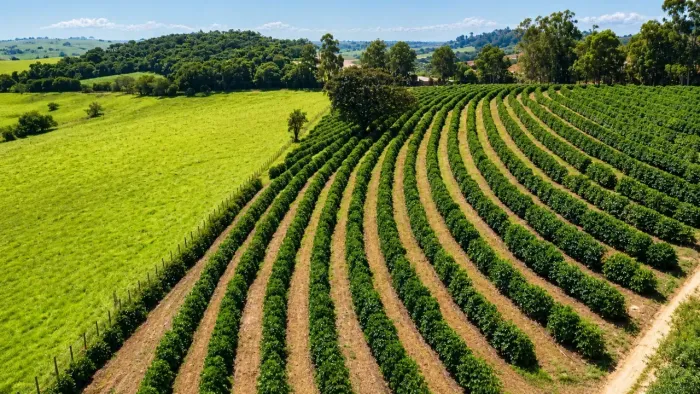 Imóvel para venda possui 24000 metros quadrados em Centro - Silvianópolis - MG