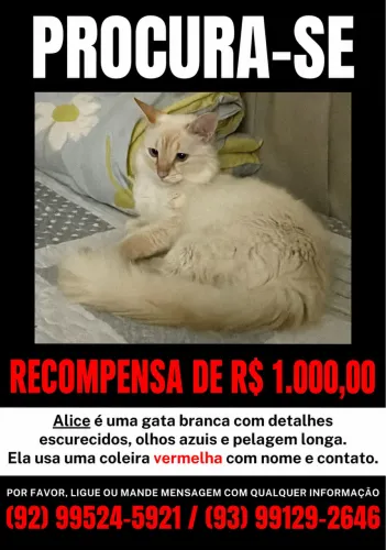 procura-se gata