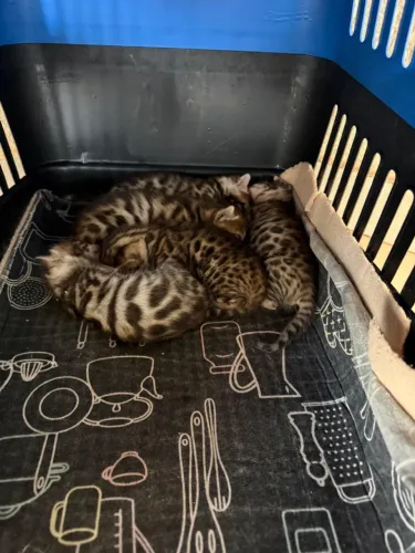 Lindos filhotes de Gato Bengal (Gato de Bengala) disponíveis! Com Pedigree