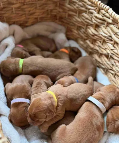 Filhotes de Golden Retriever | Filhotes que conquistam sorrisos.