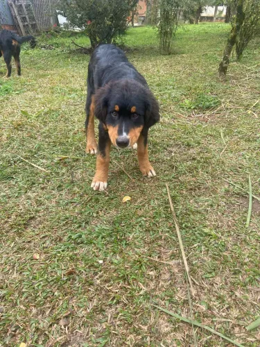 ? Filhote de Cão da Montanha Bernese - Últimas unidades!