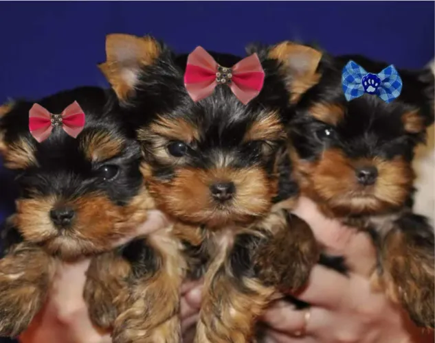 Yorkshire mini Filhotinhas fêmeas Vacinadas pelinho de seda 
