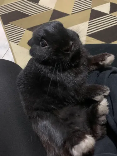 Mini Coelho Anão Holandês PRETO