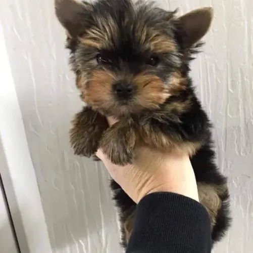 Yorkshire um novo amorzinho pra sua vida macho