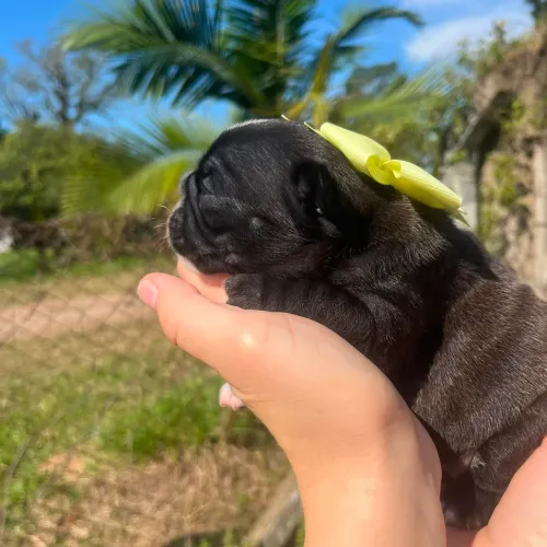Bulldog Francês Bonita