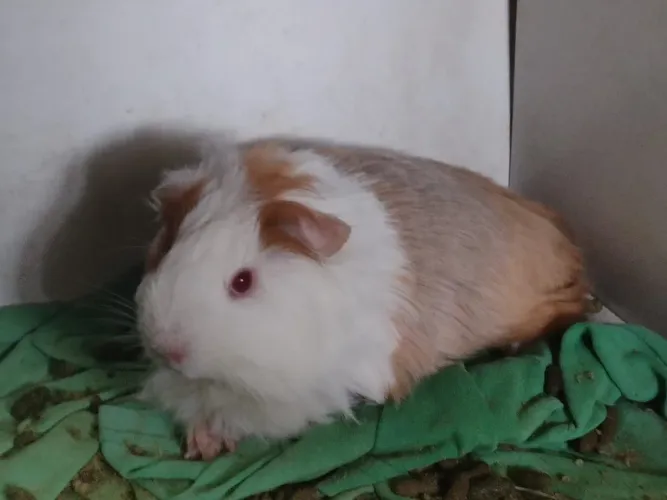 Porquinho da Índia filhote fêmea