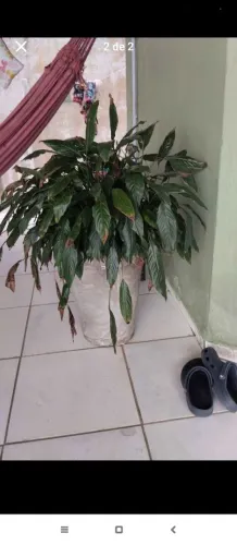 Vaso com planta grande 