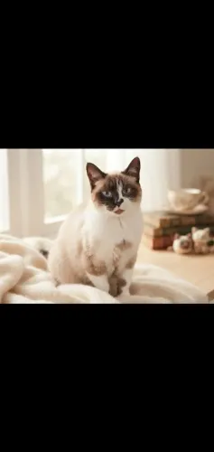 Essa gatinha precisa de uma família