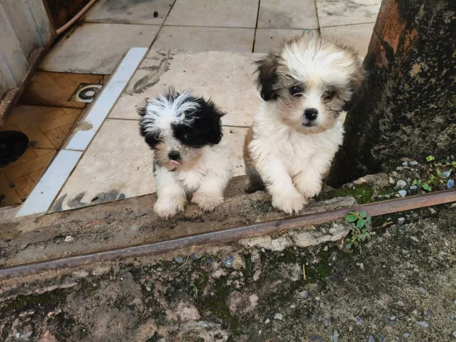 Vende se Filhotes com 60 Dias
