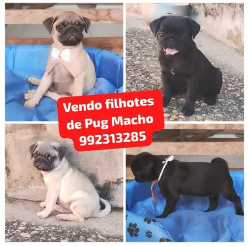 Vendo filhotes de Pug Macho 
