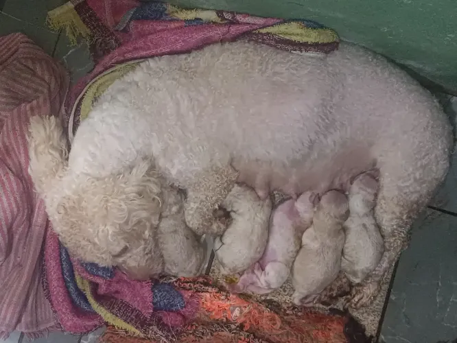 Filhotes de Poodle n° 1