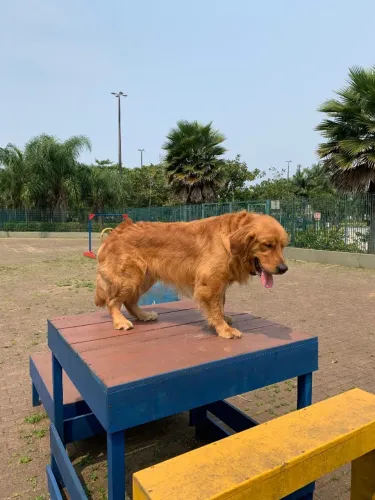 Cachorro Golden Retriever adulto