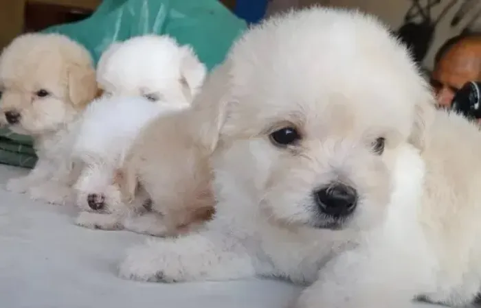 Cachorro lindas poodles toyzinhas fêmeas com caminha brinde