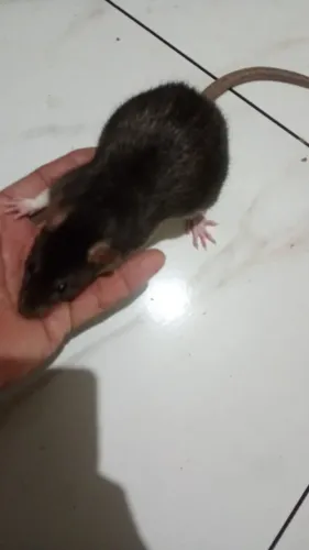Rato Twister 