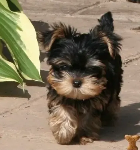 Yorkshire Terrier - Companhia Que Faz Bem
