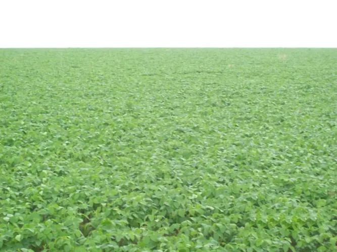 Fazenda 17.000 hect em Água Boa MT. Aberto 9.700 hect 550 milhoes