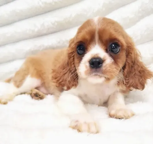 Cavalier King Fêmea Mini com Entrega Segura no Brasil
