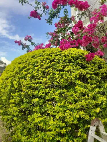 Jardinagem/Poda/Limpeza de Terreno