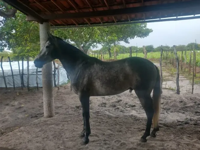 Cavalo de Vaquejada - Correndo de Direita, 6 Anos, Muito Dócil!