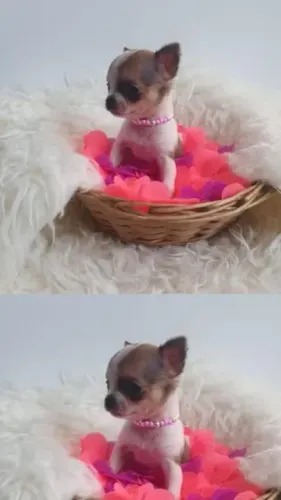 Chihuahua Mini com pedigree e microchip - Pronto para um lar amoroso!