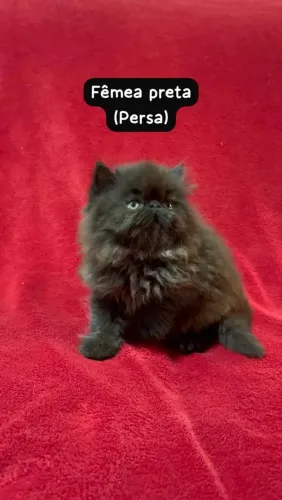 Persa Black fêmea disponível