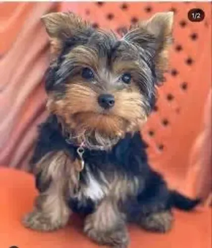 Yorkshire Terrier menor que um bombom 