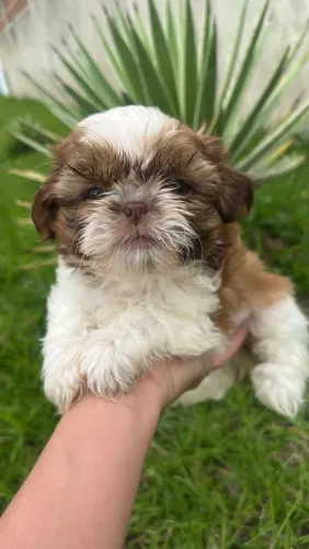 Shih Tzu pequenino e cheio de charme!