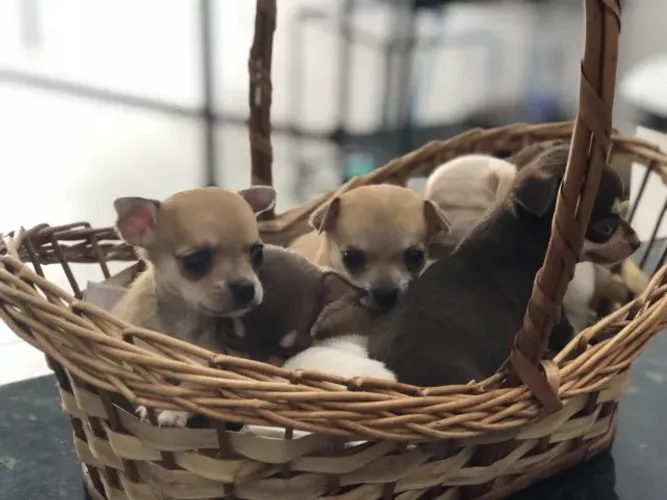 Chihuahua pelagem longa e curta, adquira conosco e tenha garantias e suporte veterinário!