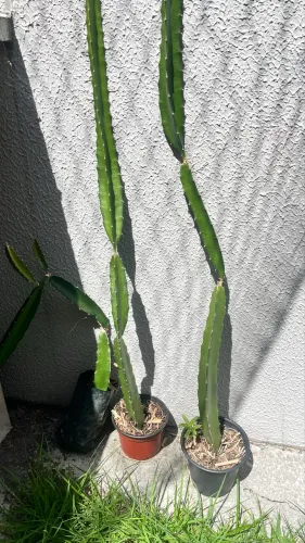 Muda de pitaya