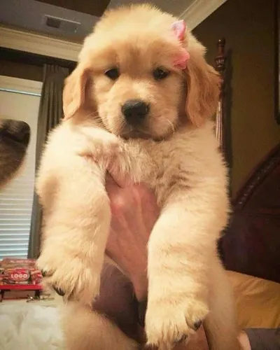 Filhote de Golden Retriever! Sr peludo 