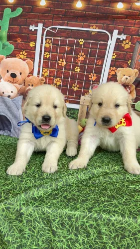 Golden Retriever filhotes perfeitos