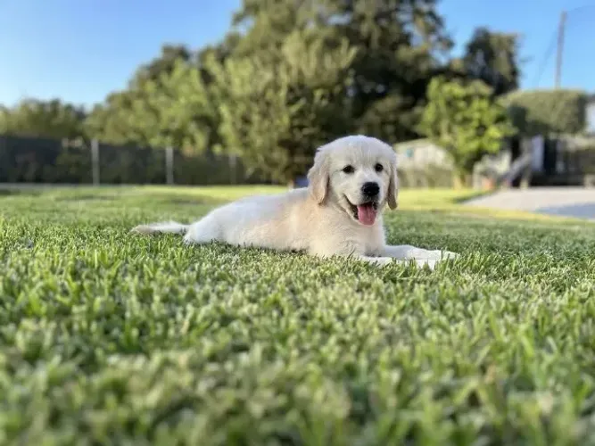 Golden Retriever Adote um Amigo para Todas as Horas!