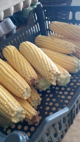 Milho verde saca com 5 dúzias