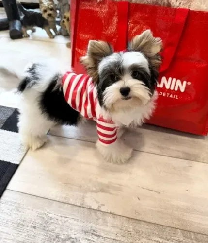 Biewer Terrier com documentação completa