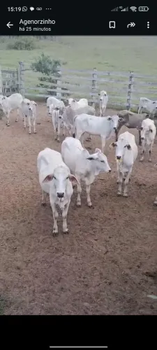 Vendo bezerras nelore