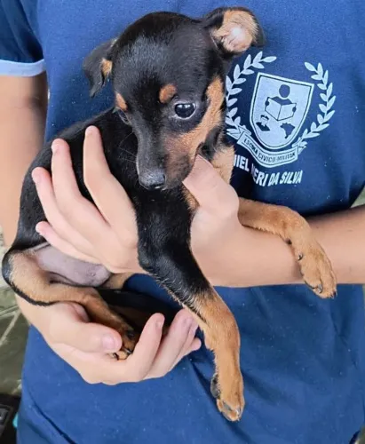 Pinscher filhote n° 1