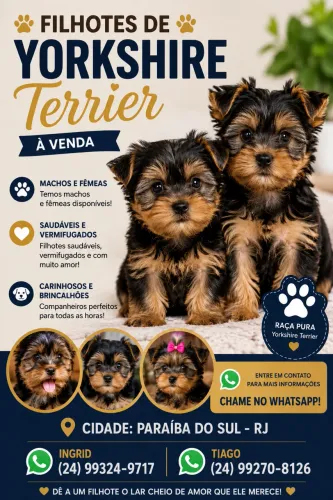 Cachorro 