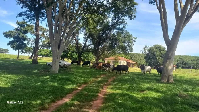 Sítio 3,5 alqueires em Mira Estrela SP à venda.