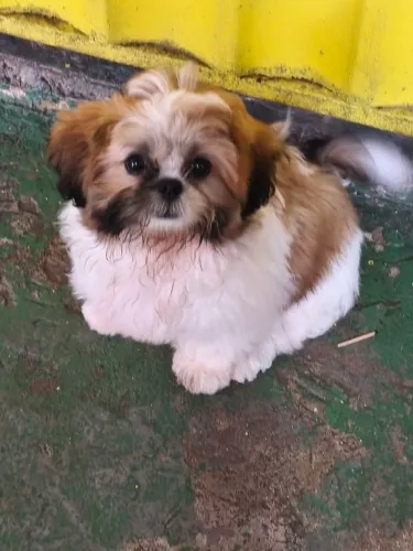 Shitzu fêmea 3 meses 