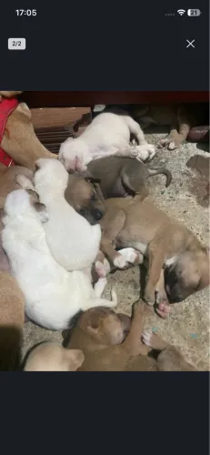 Filhotes de cachorro com um mês e meio