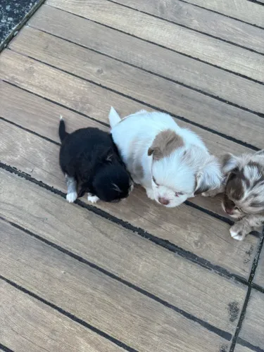 Mini chihuahua fêmea com pedigree CBKC