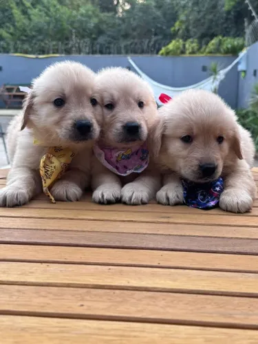 golden retriever fofos