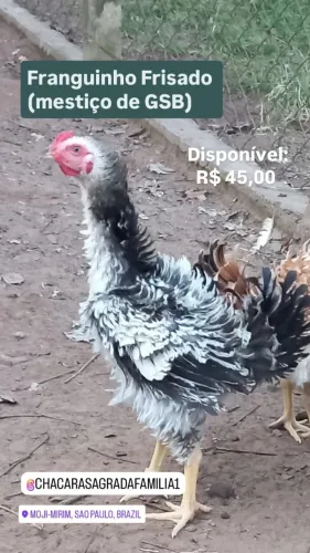 Franguinho Frisado mestiço de GSB