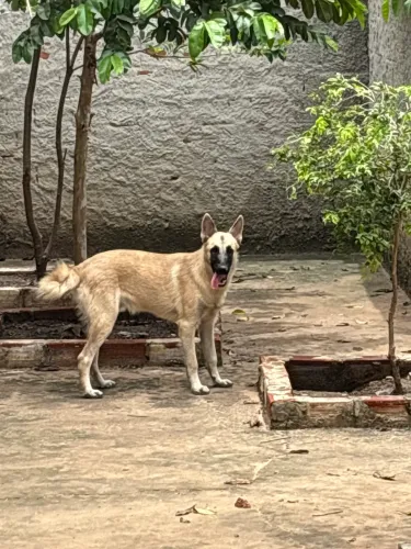 Pastor alemão com 7 meses 