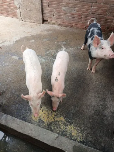 Vendo porcos