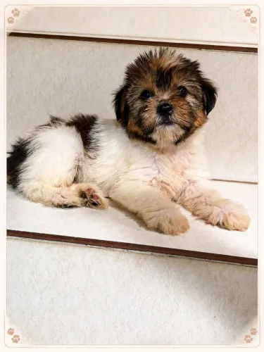 Filhotes de shih tzu (fêmeas)