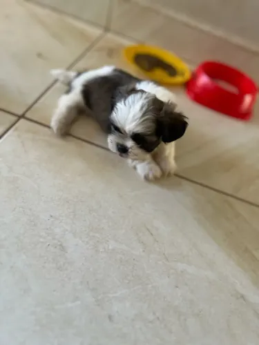 Shihtzu fêmea