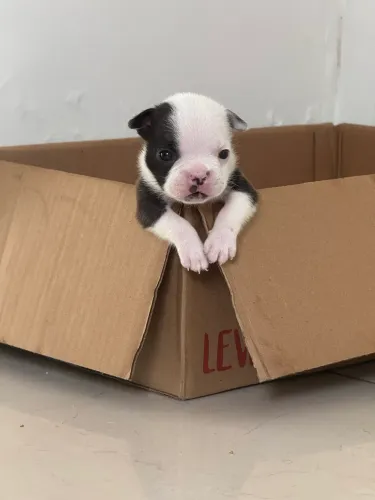 Buldogue francês