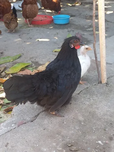 Galinhas e pintinhos