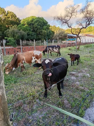 Mini Vacas de Leite